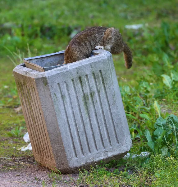 Οδός Γκρι Γάτα Ψάχνει Για Φαγητό Ένα Κάδο Απορριμμάτων Του — Φωτογραφία Αρχείου