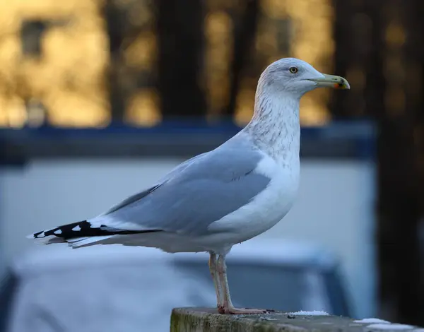 Möwe Auf Einem Betonzaun — Stockfoto