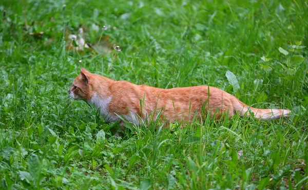 Wkrada Się Czerwony Kot Trawa Zielony — Zdjęcie stockowe
