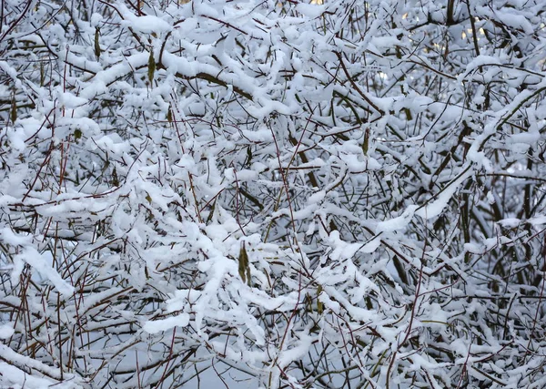 Der Ast Unter Dem Schnee — Stockfoto