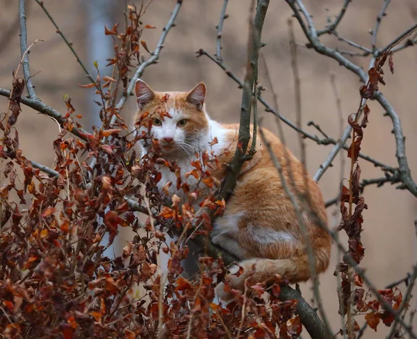 Weiß Rote Straßenkatze Auf Herbstbaum — Stockfoto