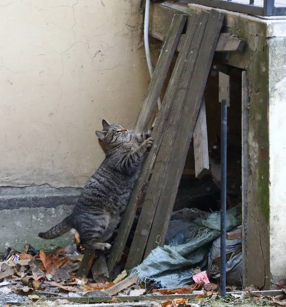 Gray Street Cat Klättrar Ombord Verandan — Stockfoto