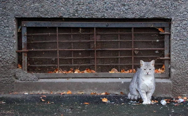 Οδός Γάτα Στο Υπόγειο Παράθυρο Ένα Μεταλλικό Εμπόδιο — Φωτογραφία Αρχείου