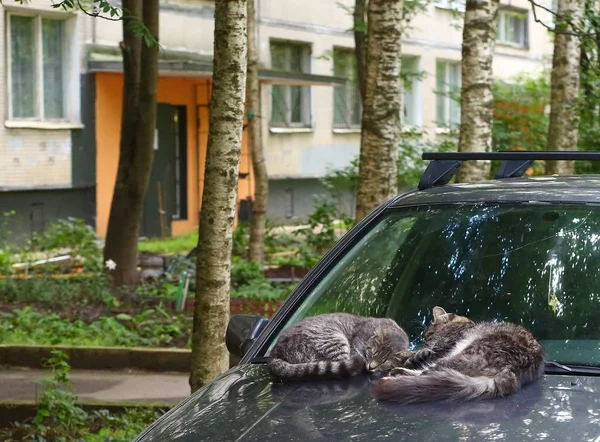 Katter Sover Gården Huven Parkerad Bil Petersburg Ryssland Juli 2018 — Stockfoto