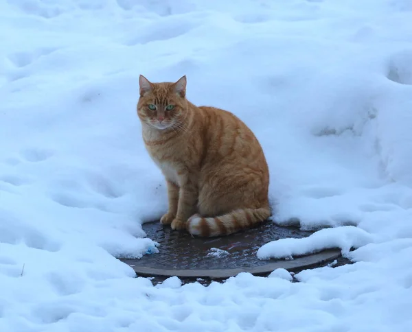 Red cat in winter basking on the manhole cover
