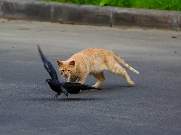 Kaldırıma Kırmızı Kedi Bir Güvercin Avı — Stok fotoğraf
