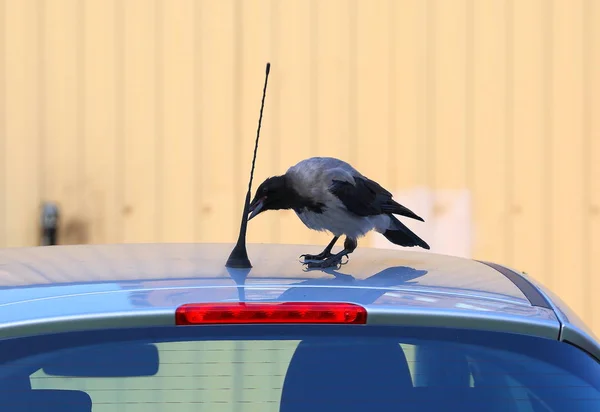 Arabanın Çatıya Anten Kapalı Sızmak Isteyen Karga — Stok fotoğraf