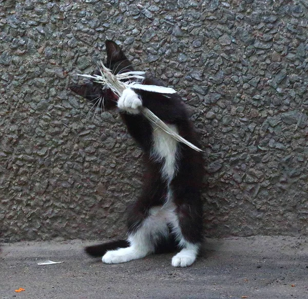 Gatito Blanco Negro Jugando Con Plumas Paloma Sobre Fondo Pared —  Fotos de Stock