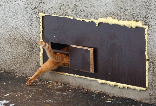 Red Cat Squeezes Narrow Cat Hole Basement Window — Stockfoto