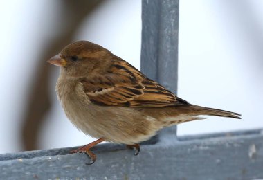 Kışın çite serçe