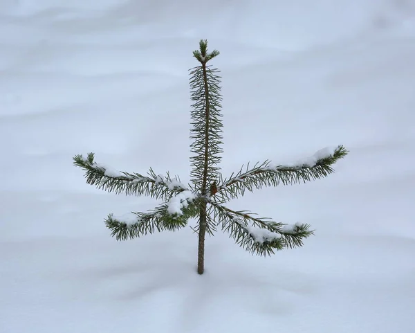 눈덮인 외로운 가문비나무 들판에서 — 스톡 사진