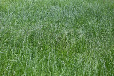 Yeşil ve solmuş çimen