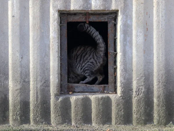 Gato Cinza Sobe Janela Porão — Fotografia de Stock