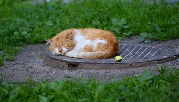 緑の草の中でハッチの蓋の上で眠っている白赤猫 — ストック写真