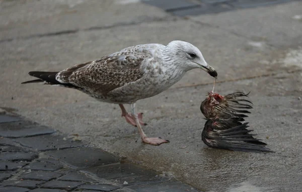 Bir Güvercin Kalıntıları Yeme Martı — Stok fotoğraf
