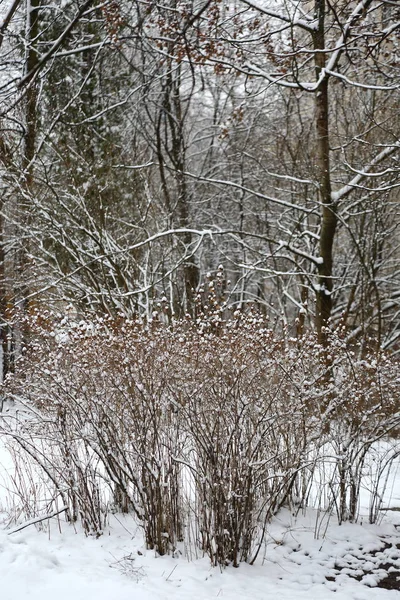 Winterschneebedeckter Wald — Stockfoto