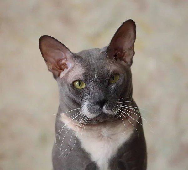 Морда Сірий Кіт Породи Петерболд — стокове фото