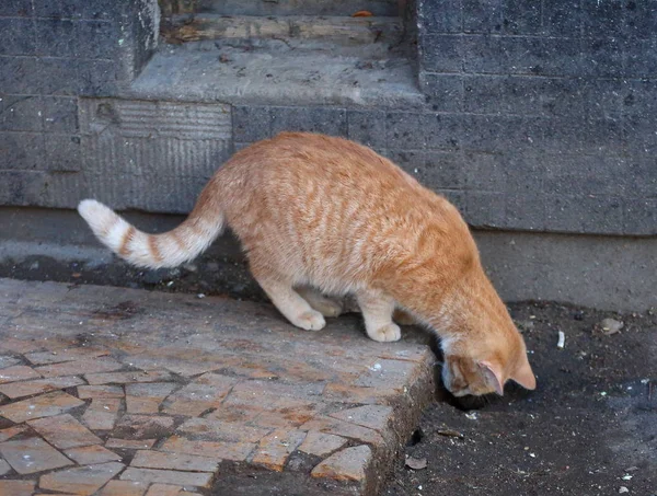 Röd Katt Luktar Ett Råtthål Sten Veranda — Stockfoto