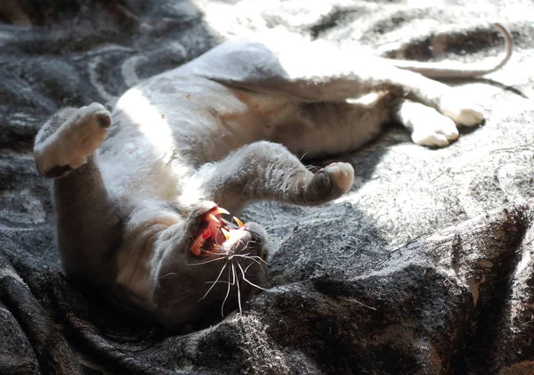 Домашня Кішка Відкритим Ротом Лежить Спині Яскравому Сонці — стокове фото