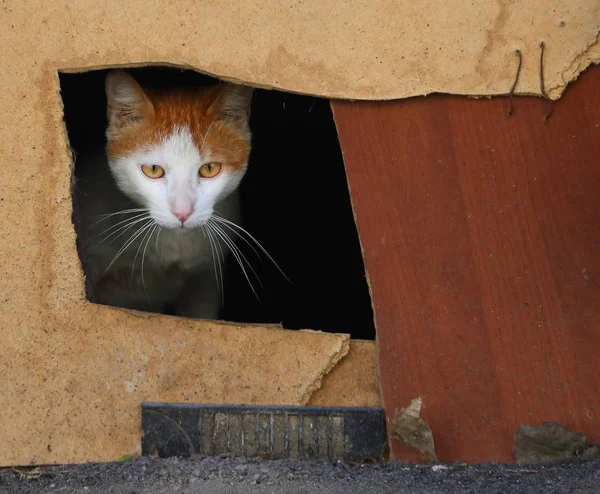 Biały Czerwony Kot Wygląda Kota Dziurę Piwnicy Okna — Zdjęcie stockowe