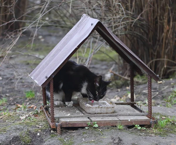 Den Svarta Och Vita Katten Matas Från Hemlagad Gatumatare Gjord — Stockfoto