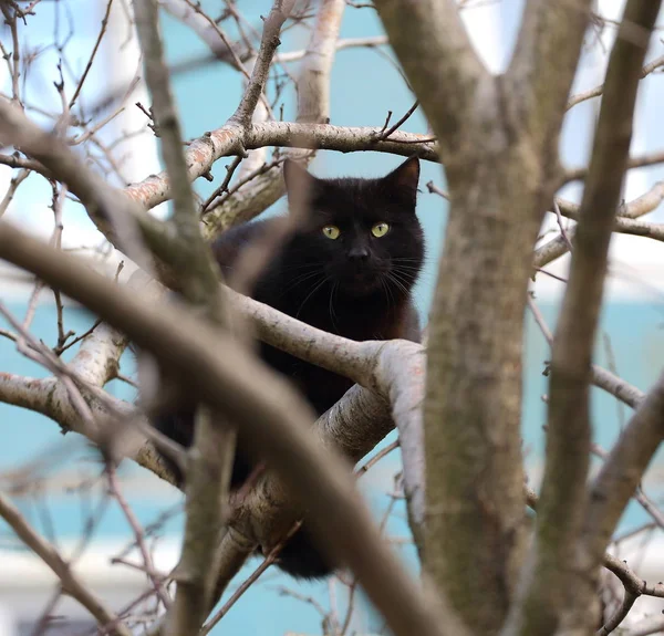 Svart Katt Bland Grenarna Ett Träd — Stockfoto