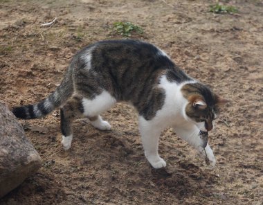 Kedi bir fare yakalandı ağzına taşır