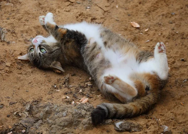 Cat lying on the sand belly up