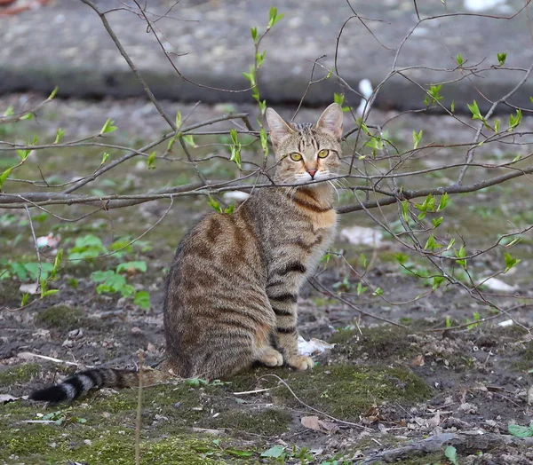 Graue Gelbäugige Katze Zwischen Frühlingshaften Grünen Trieben — Stockfoto