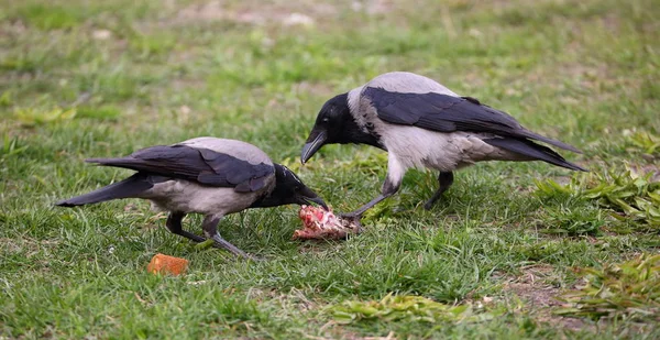Kargalar Çimenlerin Üzerinde Bir Parça Yiyeceği Paylaşırlar — Stok fotoğraf