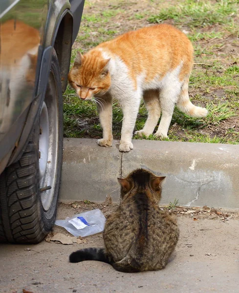 Two cats at a car wheel