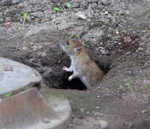 Rat Peeking Out Burrows Ground — Stock Photo, Image