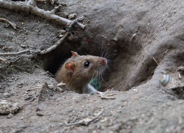 Toprağa Gömülen Yuvalardan Gözetleyen Sıçan — Stok fotoğraf