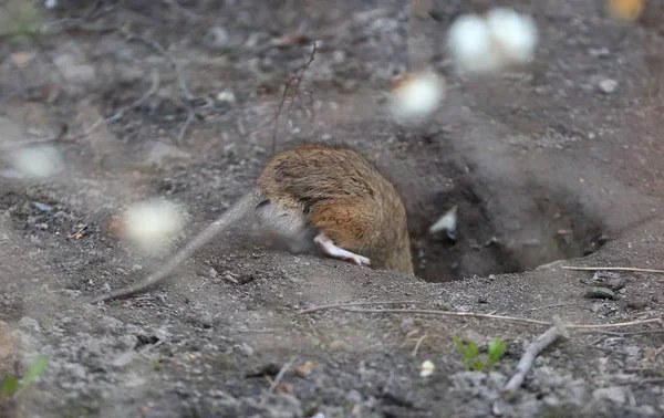 Bir Sıçan Toprak Bir Deliğe Kaçar — Stok fotoğraf