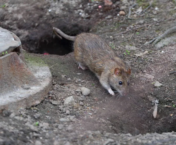 Bir Sıçan Bir Delikten Diğerine Yerde Koşar — Stok fotoğraf