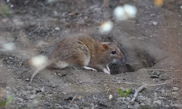Bir Sıçan Toprak Bir Deliğe Kaçar — Stok fotoğraf