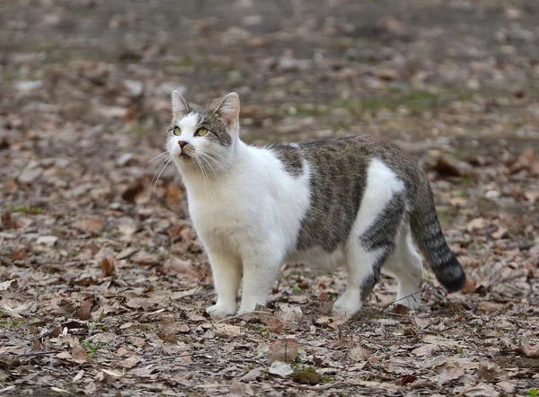 Gråaktig Vit Katt Förra Årets Lövverk Blickar Upp — Stockfoto