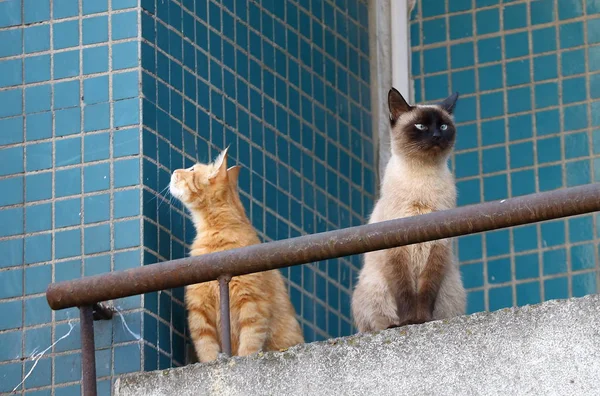 Две Кошки Балконе Квартиры — стоковое фото