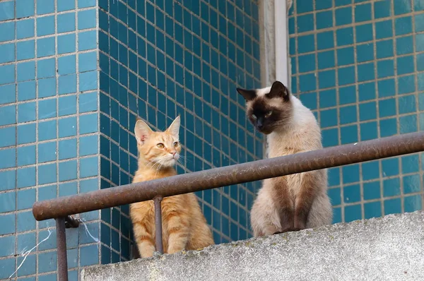 Δύο Γάτες Στο Μπαλκόνι Του Διαμερίσματος — Φωτογραφία Αρχείου