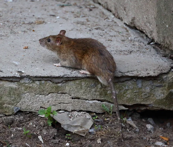 Eski Bir Çatlak Beton Levha Üzerinde Rat — Stok fotoğraf