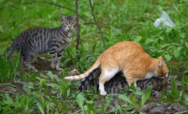 Verpaarung Einer Roten Katze Mit Einer Grauen Katze Grünen Gras — Stockfoto