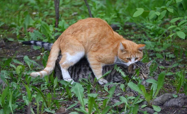 緑の草の中で灰色の猫と赤い猫を交配 — ストック写真