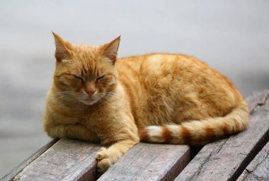 Kırmızı kedi ahşap bir bankta uyuyor