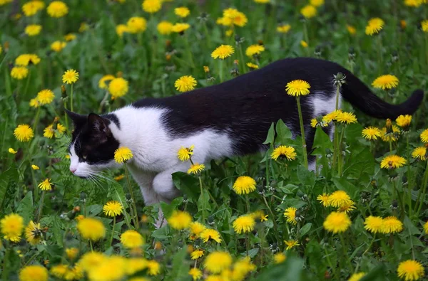 Gatto Bianco Nero Tra Denti Leone Gialli Sull Erba Verde — Foto Stock