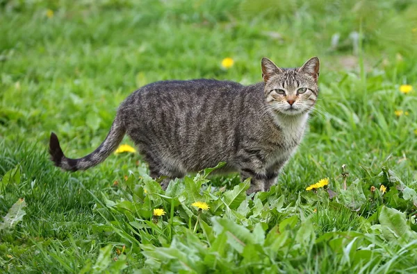 Szary Kot Paski Zielonej Trawie — Zdjęcie stockowe