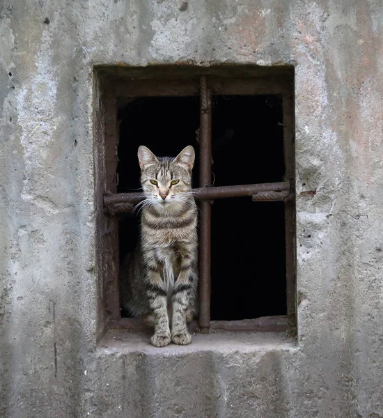 Кошка Окне Подвала — стоковое фото