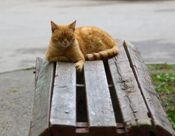 Röd Katt Sova Träbänk — Stockfoto