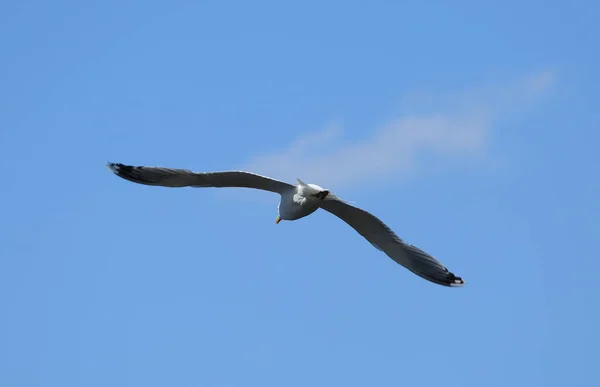 Flying Seagull Sky — Stock Photo, Image