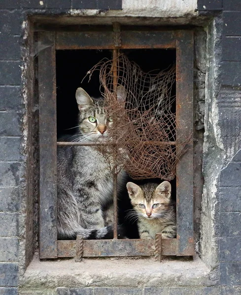 Chat Avec Chaton Dans Une Fenêtre Cave Barrée — Photo