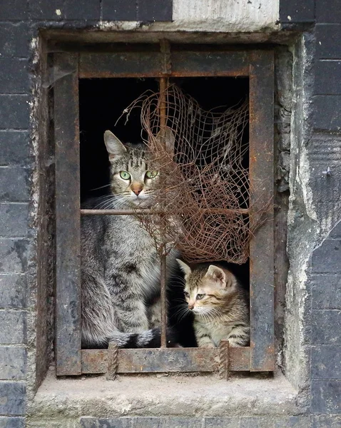 Chat Avec Chaton Dans Une Fenêtre Cave Barrée — Photo